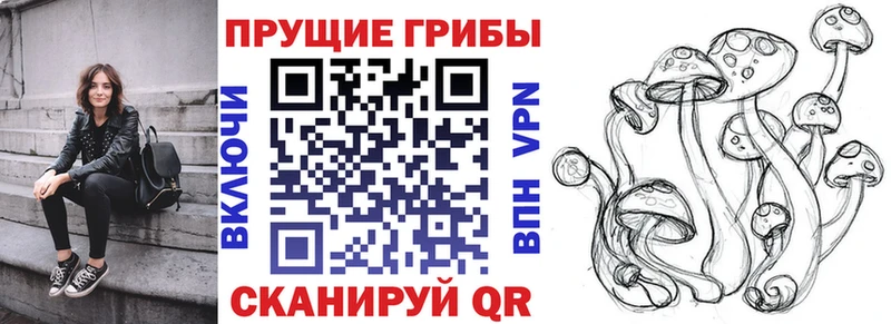 Галлюциногенные грибы Psilocybine cubensis  Гусиноозёрск 